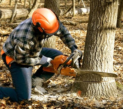 Tree Removal in Ravia, OK